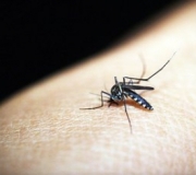 Mosquito bites itchi…