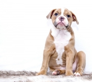 Pet odor removal